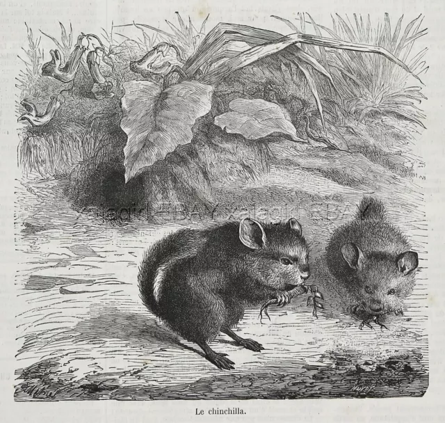 Chinchilla Pair Eating, Large 1870s Antique Print & Article