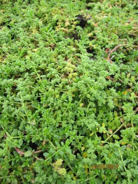 Hernaria glabra Serpyllifolia - Kahles Garten-Bruchkraut
