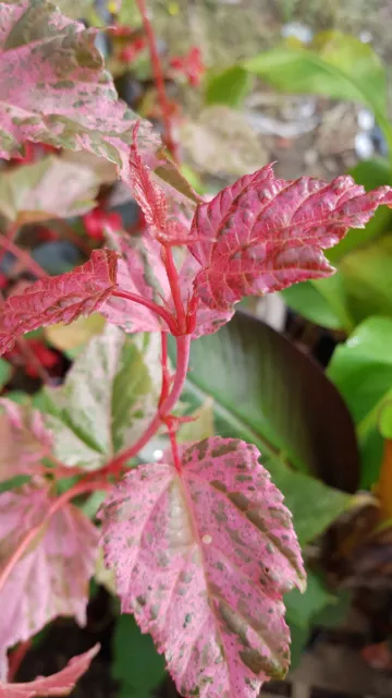 Acer x conspicuum 'Red Flamingo' / Érable à peau de serpent / Conteneur de 2 ...