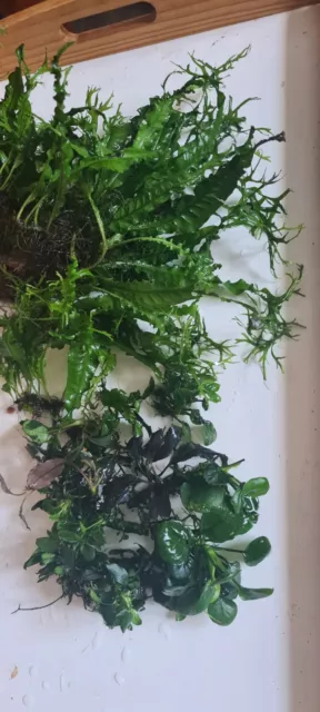 Aquarium Pflanze Bucephalandra,Anubias,Microsorum, Aufsitzer