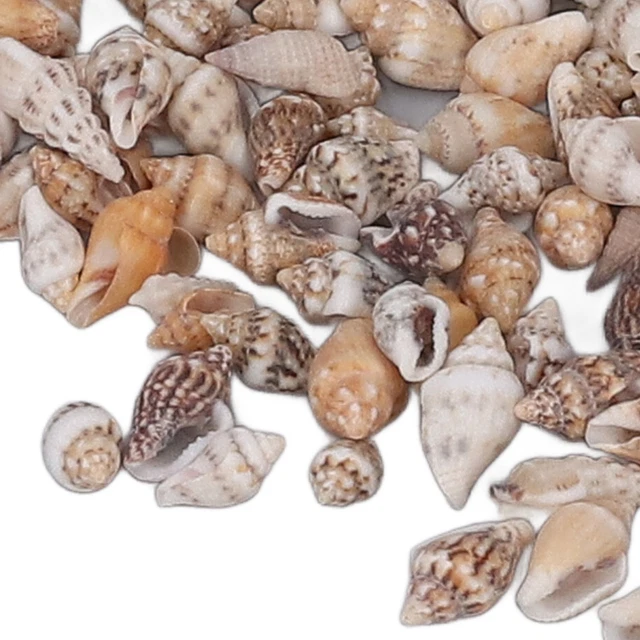 150 Conchiglie Bianche Naturali - Decorazioni Per Artigianato, Acquari E Feste A Tema Mare