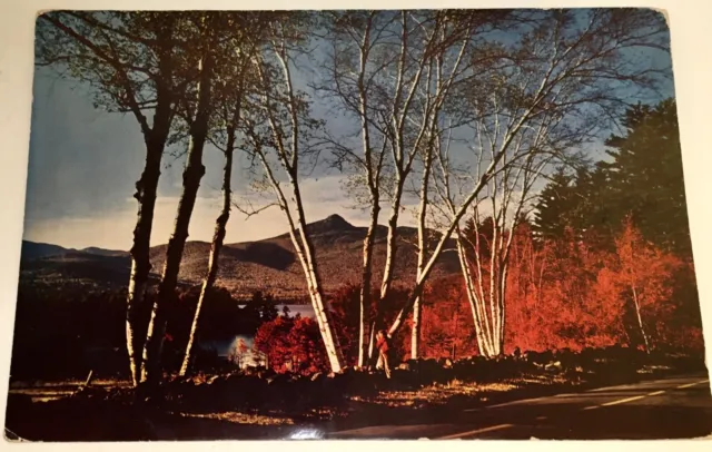 Vintage Oversize Postcard, Fall Colors & Birch Trees, Chocoura, New Hampshire