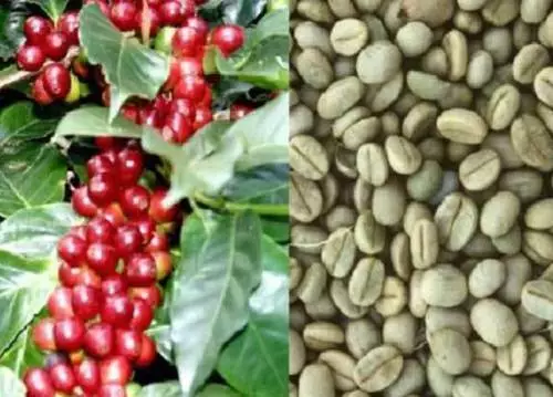 15 graines de caféier (COFFEA ARABICA) + CADEAU GRATUIT + LIVRAISON GRATUITE