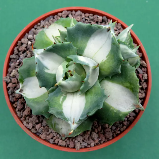 Agave potatorum cv. Ouhi-Raijin variegata, 8,5 cm große Pflanze, Rarität (45)