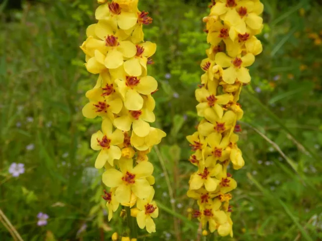 Dunkle Königskerze Verbascum nigrum Bauerngartenstaude Bienenweide 2