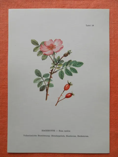 Hagebutte der Hundsrose (Rosa canina) Heilpflanze Farbdruck 1956
