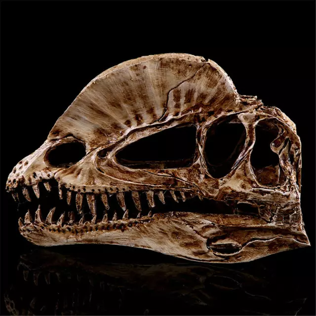 4.7" Dilophosaurus Skull Fossil Dinosaur Model Animal Figure Collect Gift Resin
