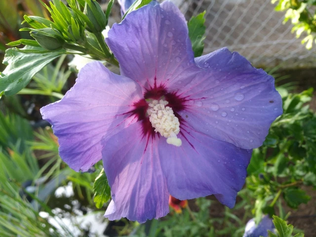HIBISKUS STRAUCHEIBISCH HIBISCUS syriacus winterhart blau 50 Samen