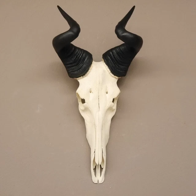 Lichtenstein-Antilope Schädeltropäe Hl 45 CM Hartebeest Konzi Búfalo África