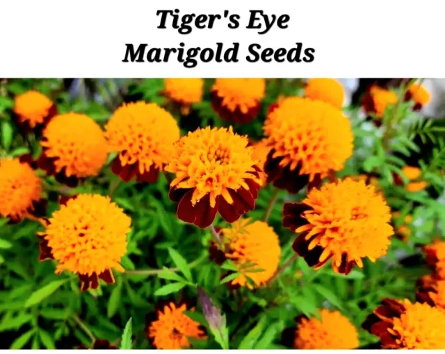 Marigold Tiger Eyes Tagates Appx 50 seeds Annual Flower.