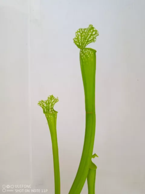 Pianta carnivora, incrocio di Sarracenia, PIANTA VIVA (taglia M)