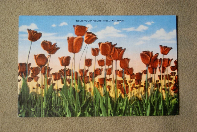 Nelis Tulip Fields - Holland, Michigan