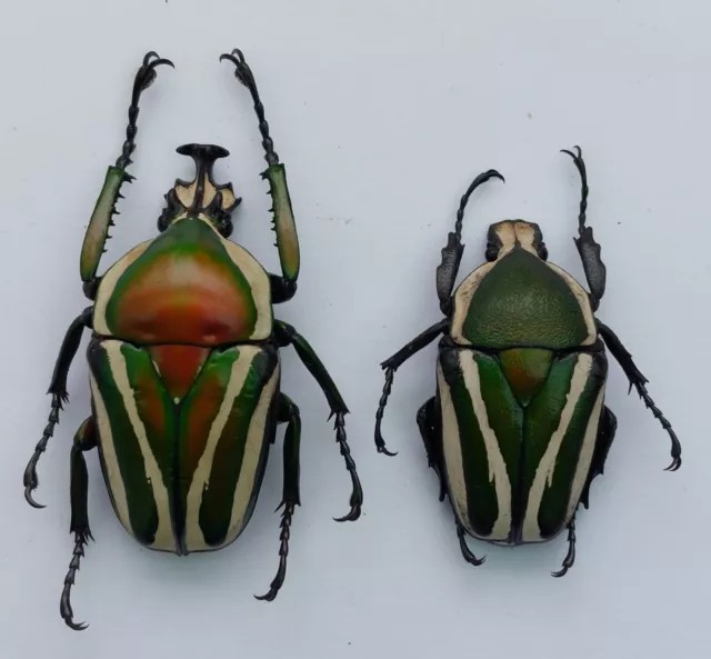 CET387: Nice Pair of Dicronorrhina derbyana layardi from Zambia