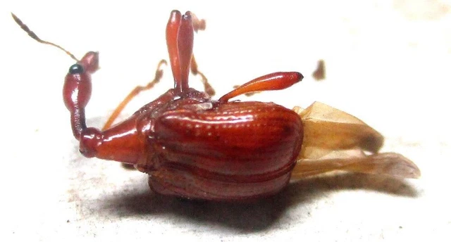 M014 PA : Attelabidae species? 10mm