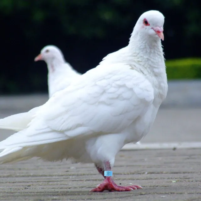 100 PIEZAS Anillos para pies de paloma de codorniz números pollos suministros para pájaros bandas para patas loro