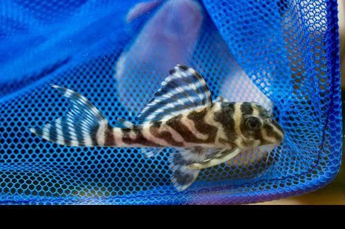 L173B Zebra Pleco