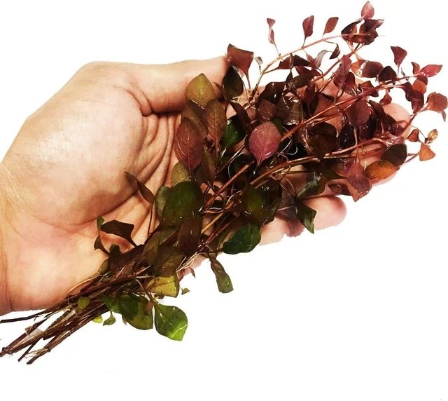Ludwigia Repens Rubin Super Red Ruby Bundle Live Aquarium Plant Stems Decoration