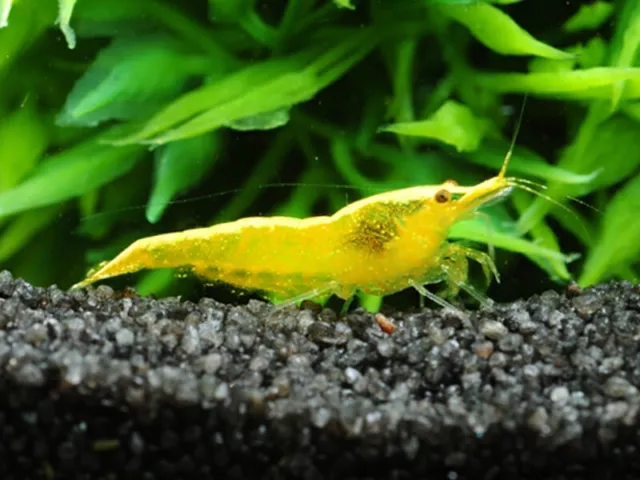 3 NEO CARIDINA DAVIDI Yellow Fire acquario gamberetti SHRIMPS CARIDINE