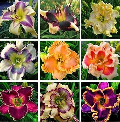 Rare Varieties Daylily Hybrid Flowers Hemerocallis Seeds Mixed Color 100Pcs.....