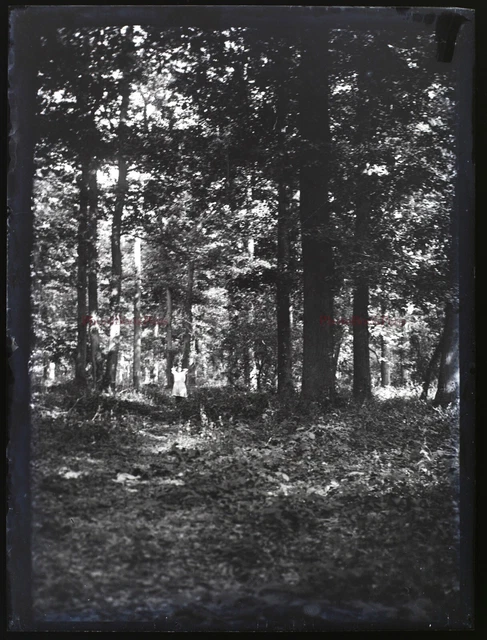 FRANCE Femme dans une forêt c1920 Photo NEGATIVE Plaque de verre Vintage V32n