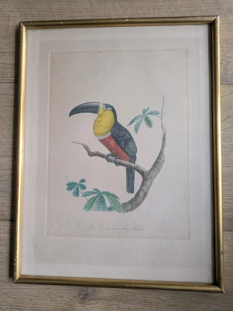 OISEAUX DE JOHN GOULD - Livre de Francis Roux