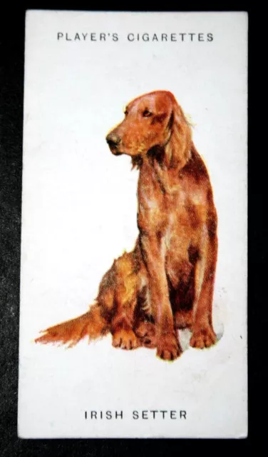 IRISH SETTER aka RED SETTER   Vintage 1930's Dog Card  CD14M