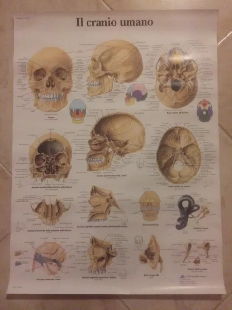 POSTER ANATOMIA: Il Cranio Umano 3B Scientific 50 x 67 cm VR4131UU EUR  15,00 - PicClick IT