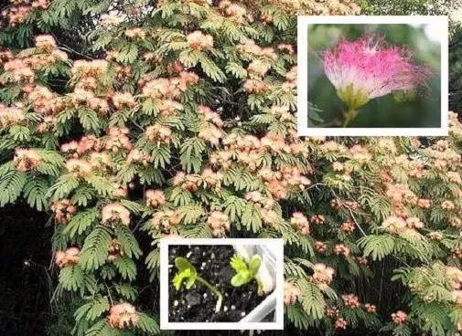 Arbre à sommeil roule rapidement les feuilles une plante d'intérieur 2