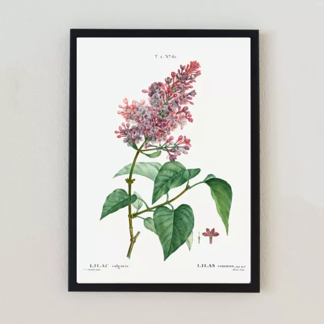 Botanische Vintage Illustration Blume Natur Retro Wohnkultur 7x5 Wandkunst Druck