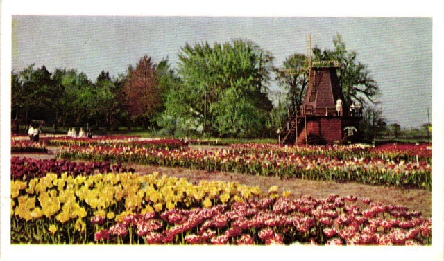 Tulip Time Holland Michigan Postcard