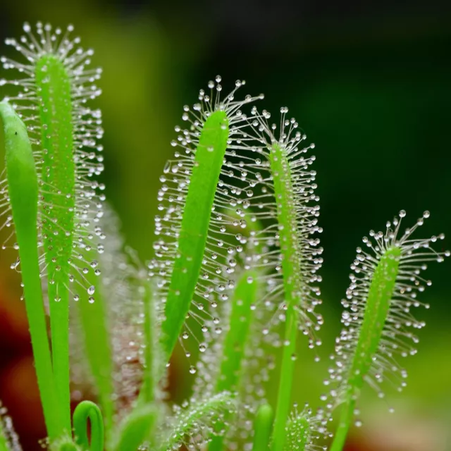 Sundew Drosera Capensis White Flower Species Carnivorous House Plant 8 Seeds