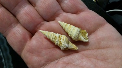 2 CLAVATULA MARGINATA FOSSILES MIOCENE BURDIGALIEN 33  FRANCE    m 