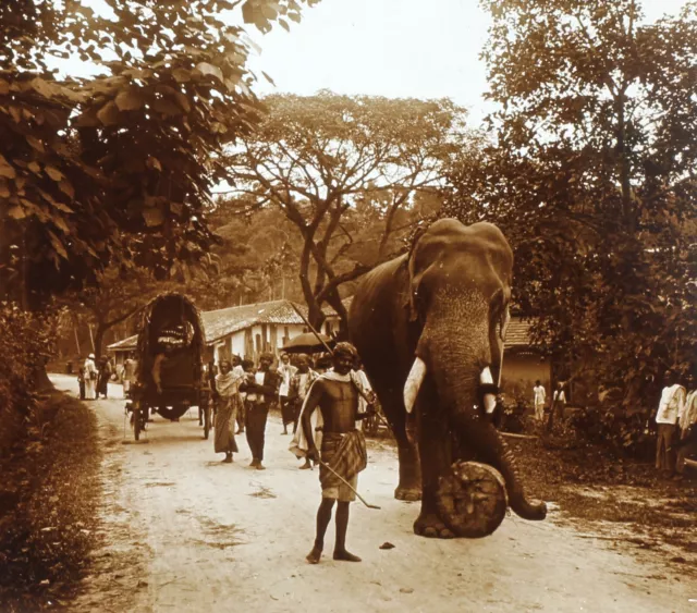 Sri Lanka Ceylon Elefanten Über Die Route c1920 Foto Stereo Platte