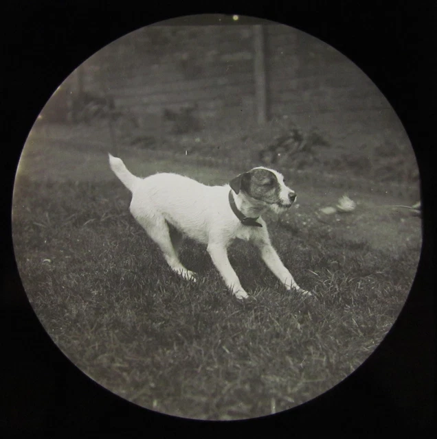 Glass Magic Lantern Slide A YOUNG TERRIER C1910 DOGS PUPPY