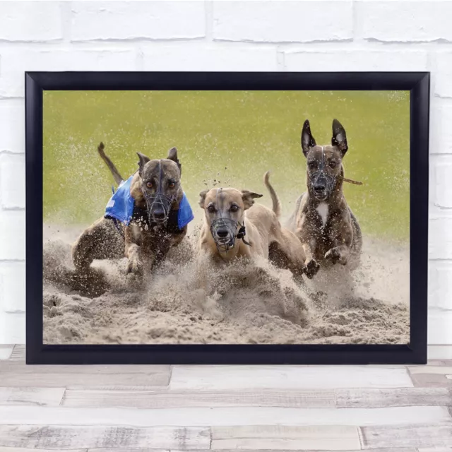 Training Greyhound Racing Dog Dogs Animal Animals Greyhounds Wall Art Print