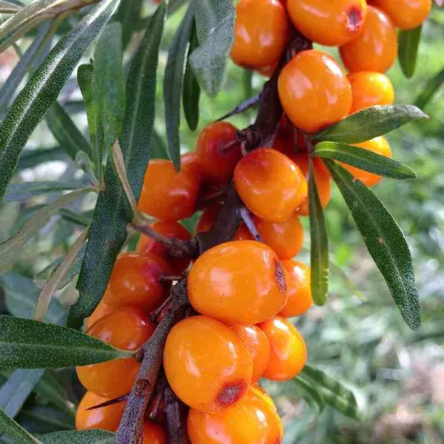 Hippophae rhamnoides 'Friesdorfer Orange' - Argousier autofertile