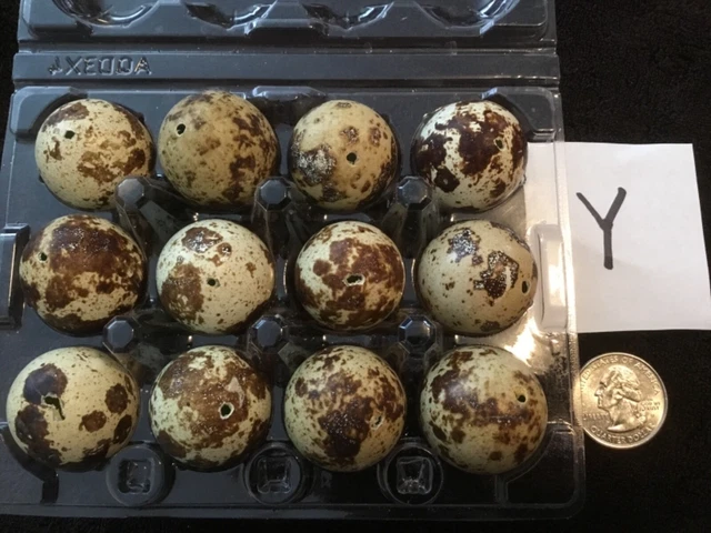 Lote de 12 huevos de codorniz de un agujero artesanías de Pascua de color natural real soplados y