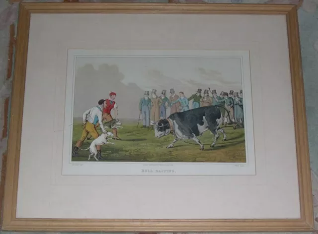 Rare Large Antique Pitbull Terrier Bull Baiting Colour Dog Print 1820 By H Alken