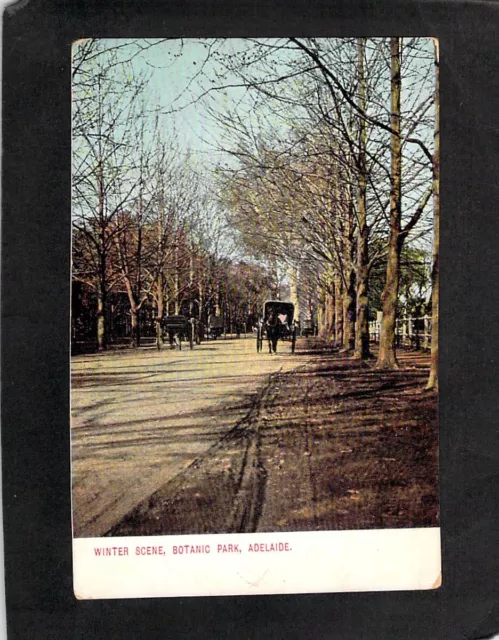 C9948 Australia SA Adelaide Winter Scene Botanic Park vintage postcard