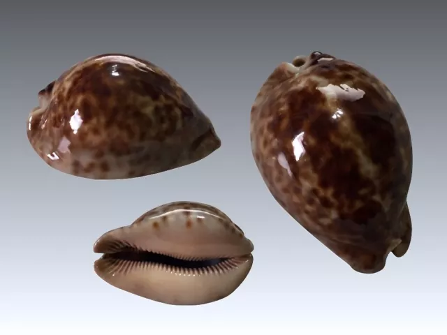 Cypraea stercoraria, Les Almadies, Senegal, 71,6 mm, ELEGANT SHAPE