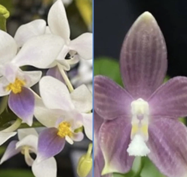 Phal. speciosa var. coerulea x Phal. equestris var. coerulea