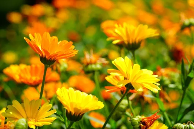 Calendula Flower Seeds, Tea Herb, Mixed Color Annual Pot Marigold Garden Canada