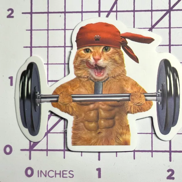 Pirate Weight Lifter Kitten - Vinyl Sticker Decal Sticker Bomb Humor Funny