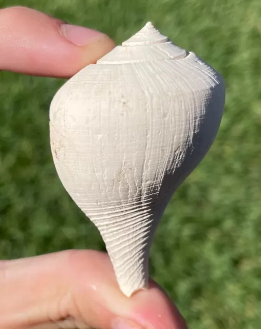 Florida Fossil Gastropod Sinistrofulgar hollisteri Pliocene Age Shell Tamiami Fm