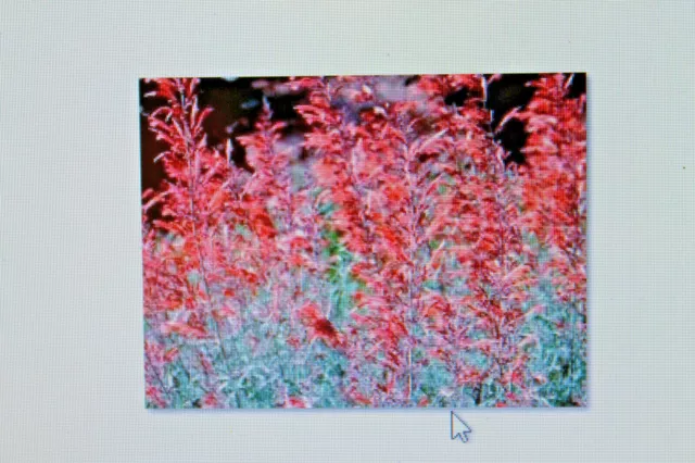 5 Samen Agastache Apache Sunset,Agastache rupestris #46