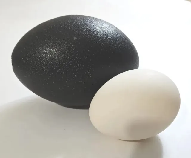 Huevo emú soplado esmeralda oscura/negro para exhibición artesanías decoración de pintura + extra