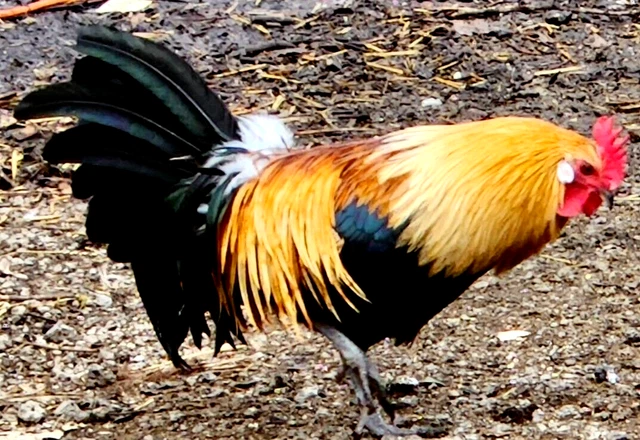 10+ NPIP/AI CLEAN Phoenix Bantam Chicken Hatching Eggs ☆READ☆