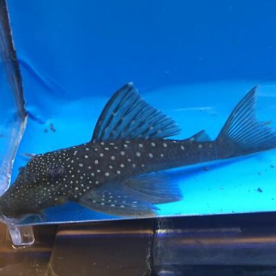 Blue phantom pleco L-128 1.5" live tropical fish