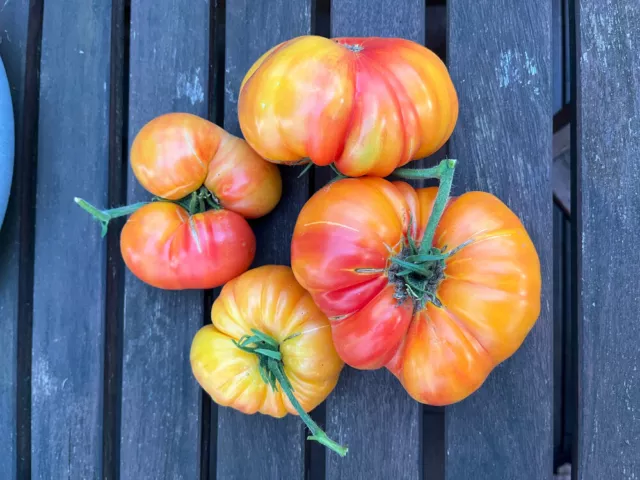 ANANASTOMATE, Tomatensamen, saftige Fleischtomate