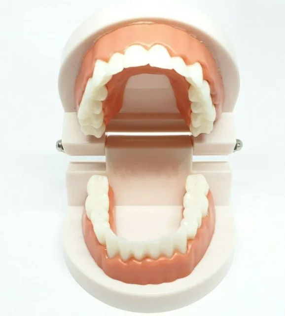 Adult Standard Typodont Demonstration Teeth Model Teaching Equipment Educational